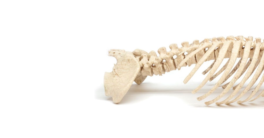 3D Application Skeleton 578 Afterps Min